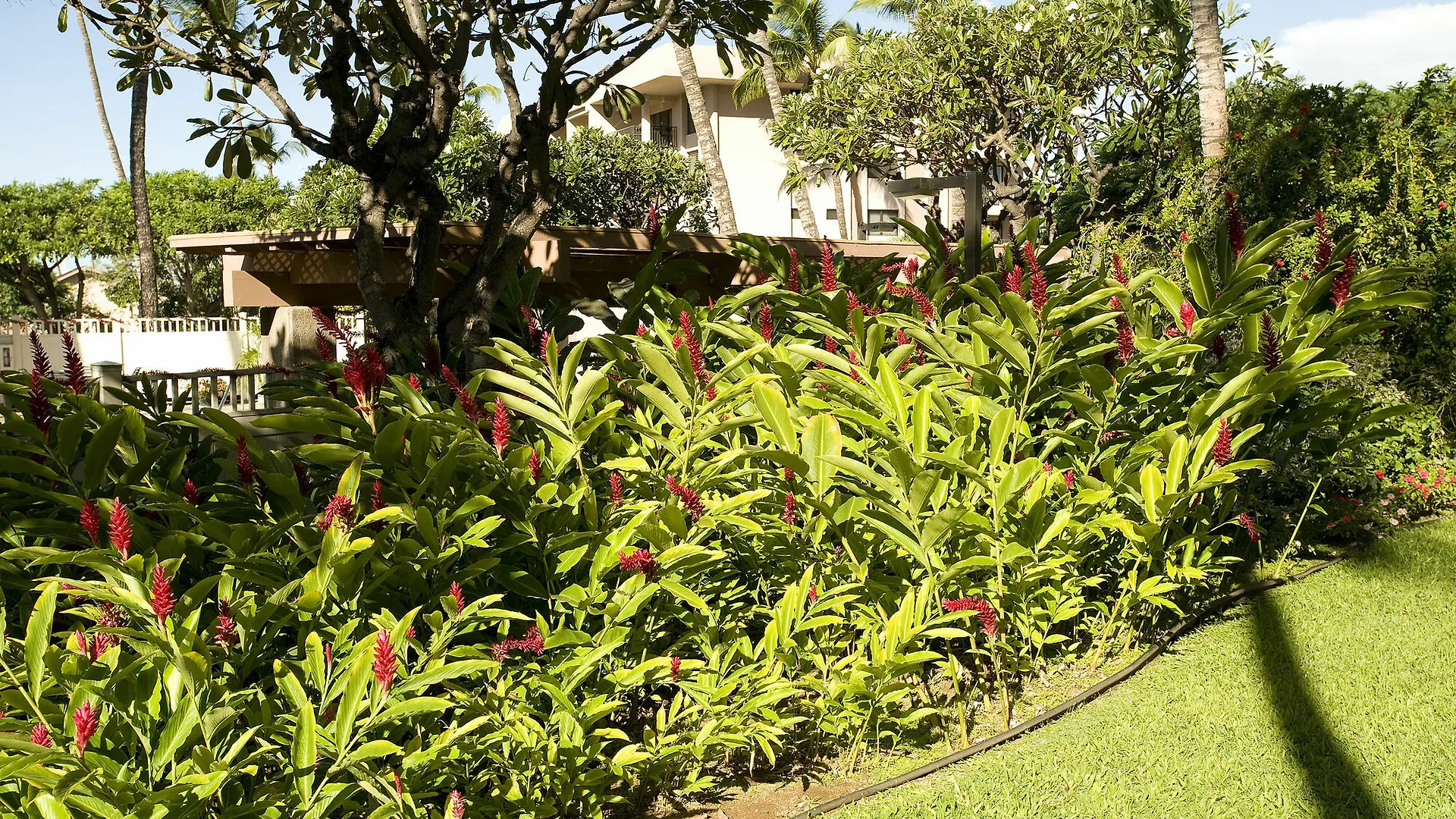 Kihei Akahi D-109 - One Bedroom Condo Waikapu Lägenhet